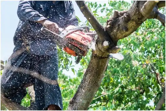 tree services Gallipolis Ferry